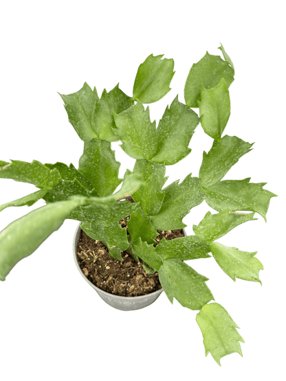 זיגוקקטוס קוטר 9 - רוטין (ירוק במרפסת לשעבר)