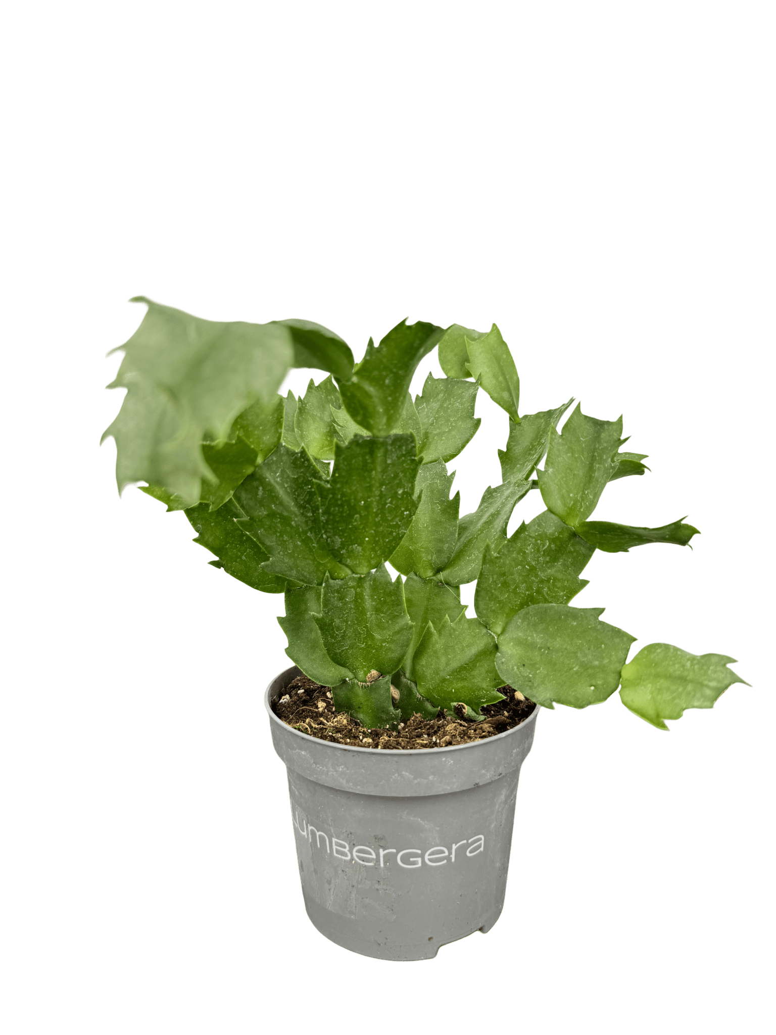 זיגוקקטוס קוטר 9 - רוטין (ירוק במרפסת לשעבר)