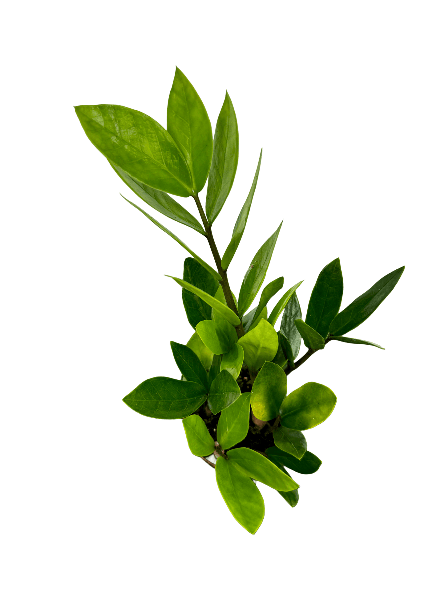 זמיה קוקוס עציץ קוטר 9 ס״מ - רוטין (ירוק במרפסת לשעבר)