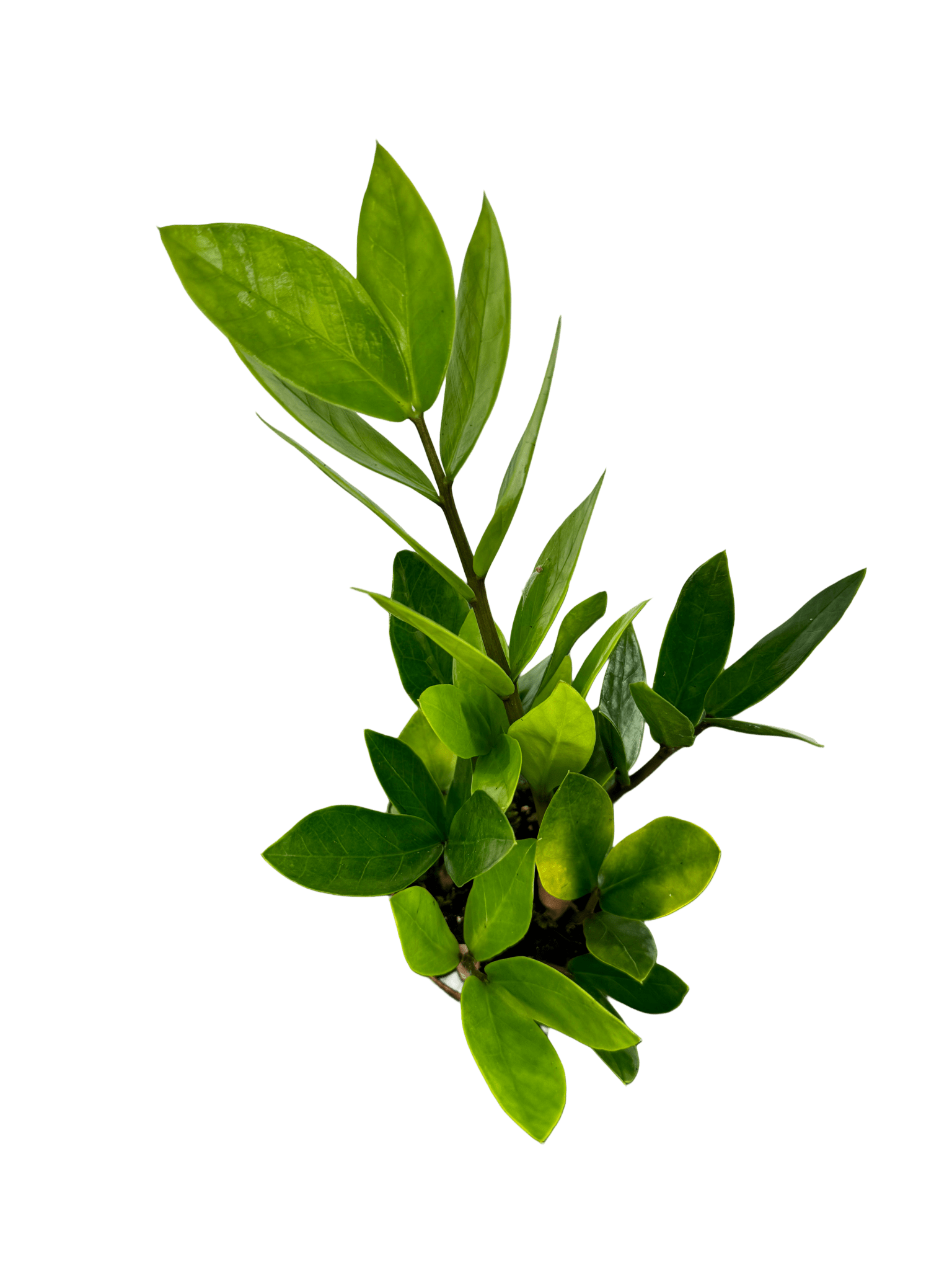 זמיה קוקוס עציץ קוטר 9 ס״מ - רוטין (ירוק במרפסת לשעבר)