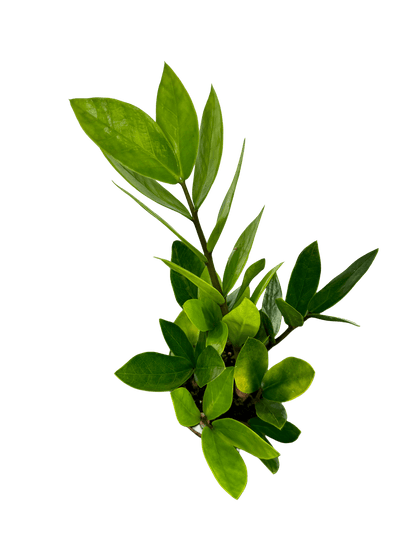 זמיה קוקוס עציץ קוטר 9 ס״מ - רוטין (ירוק במרפסת לשעבר)