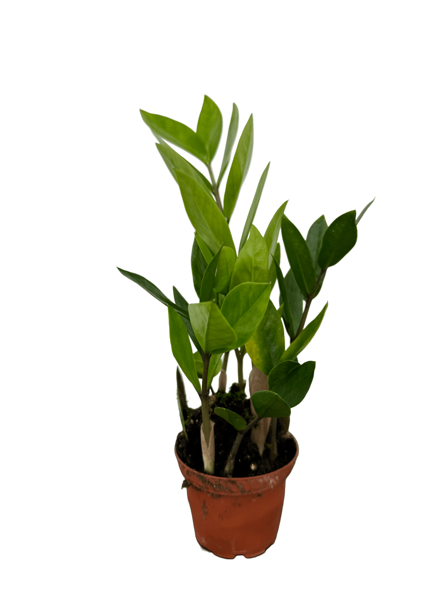 זמיה קוקוס עציץ קוטר 9 ס״מ - רוטין (ירוק במרפסת לשעבר)