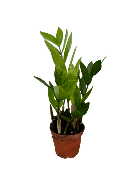 זמיה קוקוס עציץ קוטר 9 ס״מ - רוטין (ירוק במרפסת לשעבר)