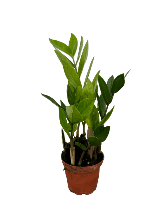 זמיה קוקוס עציץ קוטר 9 ס״מ - רוטין (ירוק במרפסת לשעבר)