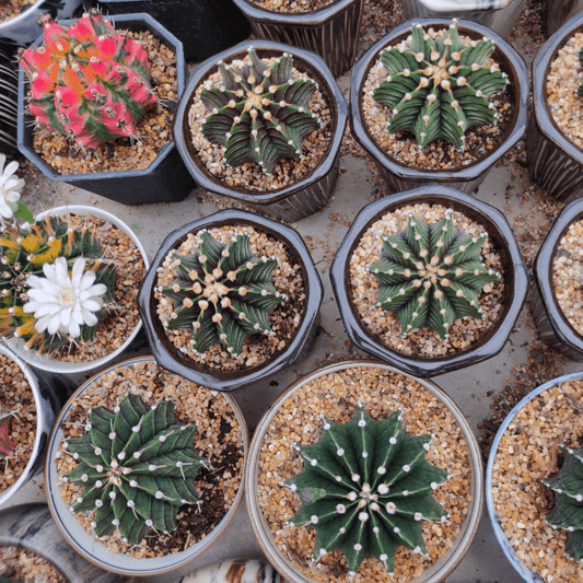 זוג סוקולנטים בהפתעה! - רוטין (ירוק במרפסת לשעבר)