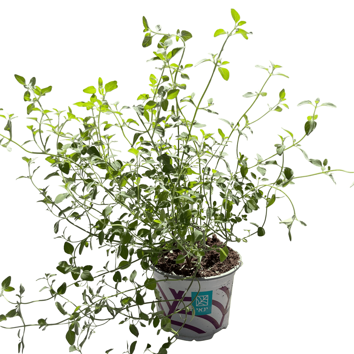 זוטה לבנה - רוטין (ירוק במרפסת לשעבר)