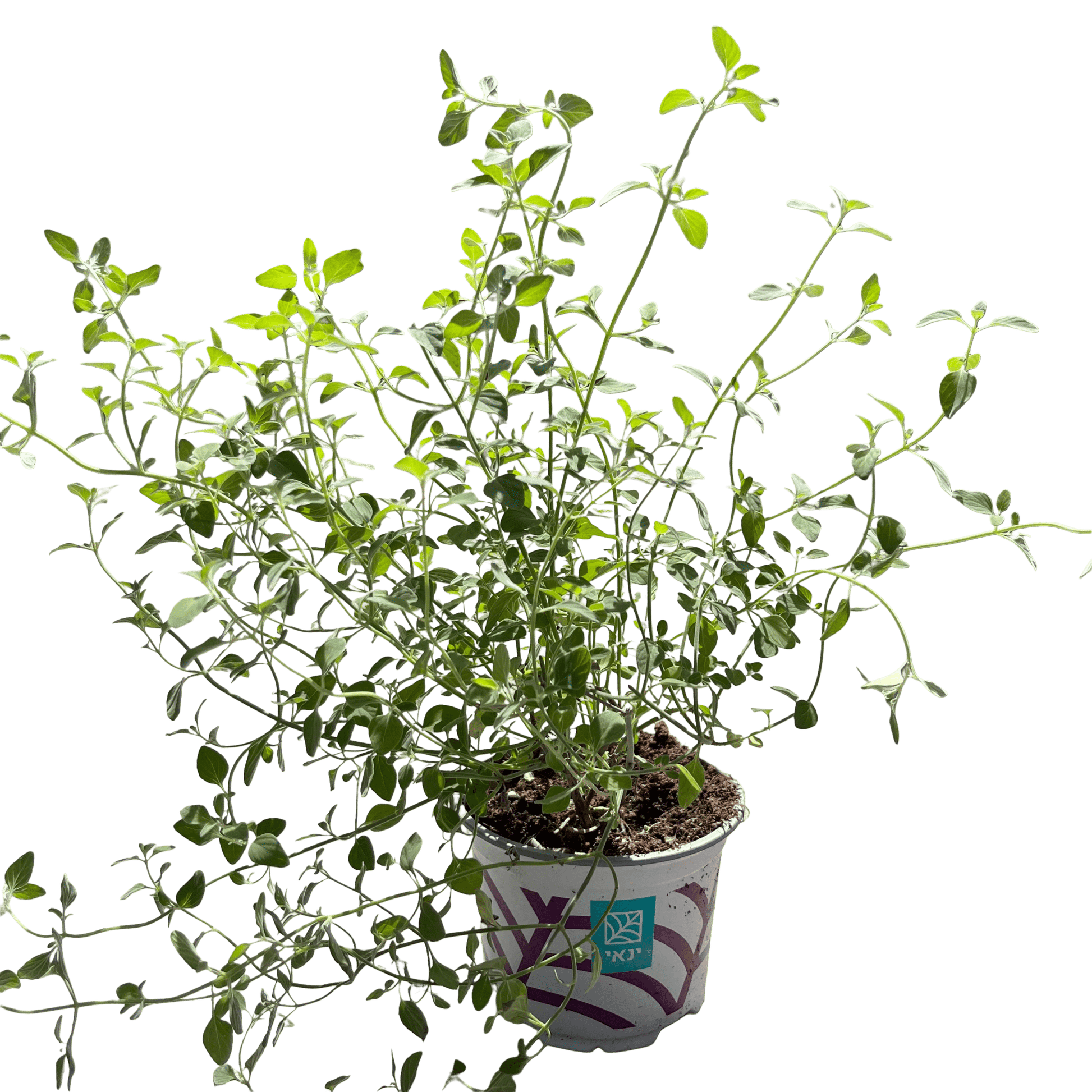 זוטה לבנה - רוטין (ירוק במרפסת לשעבר)