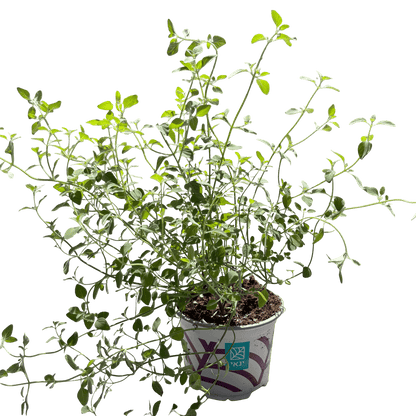 זוטה לבנה - רוטין (ירוק במרפסת לשעבר)