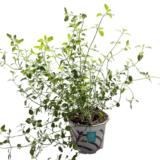 זוטה לבנה - רוטין (ירוק במרפסת לשעבר)