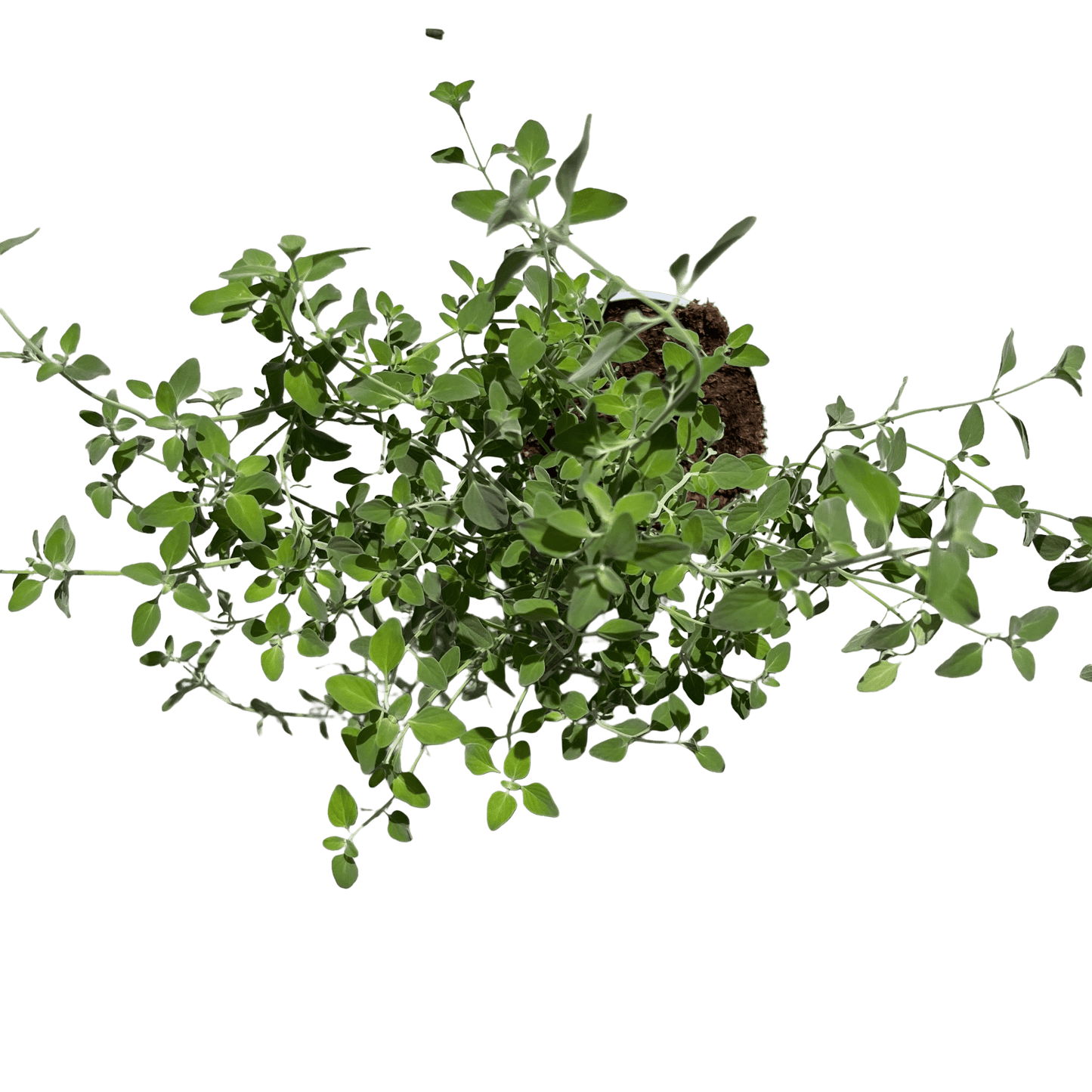 זוטה לבנה - רוטין (ירוק במרפסת לשעבר)