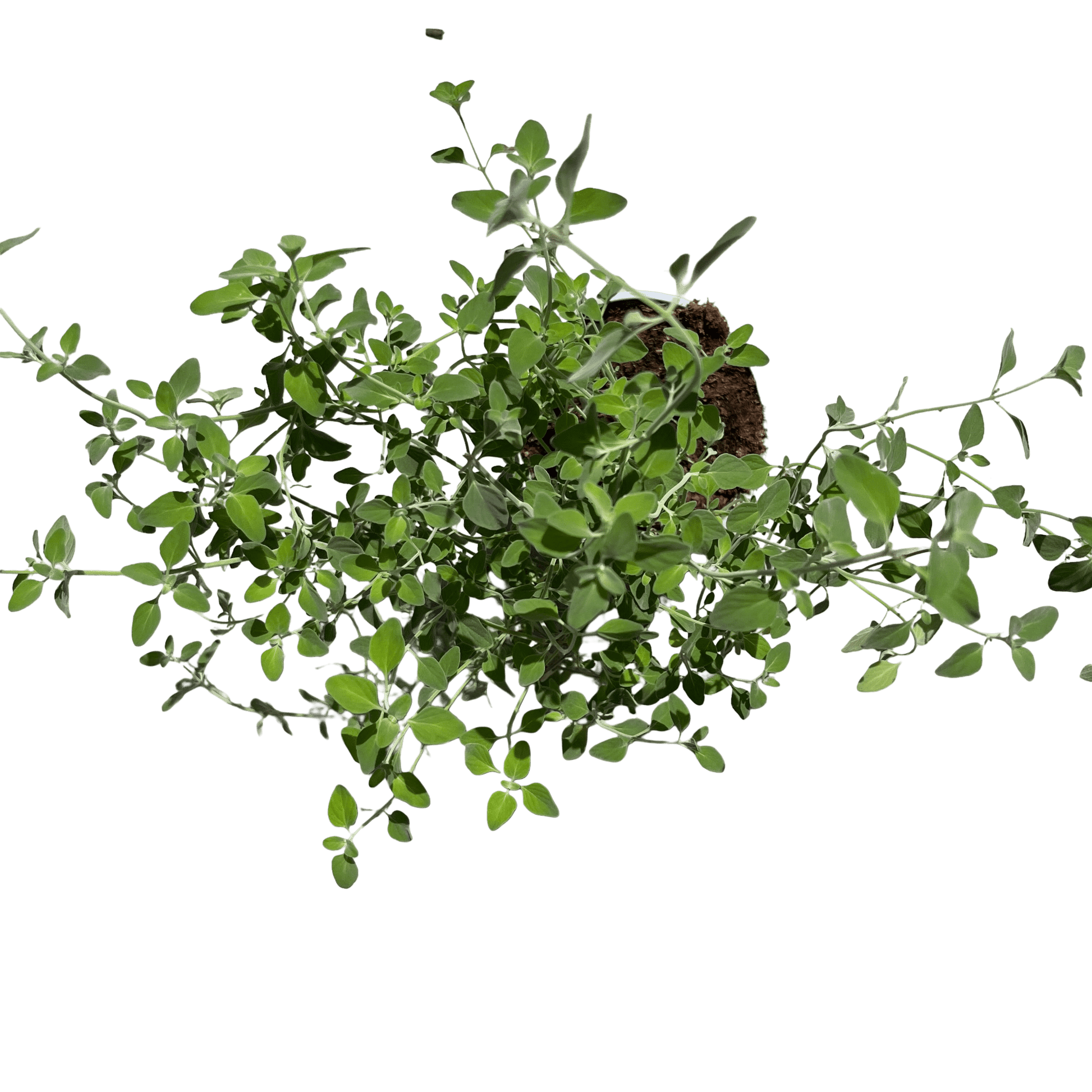 זוטה לבנה - רוטין (ירוק במרפסת לשעבר)