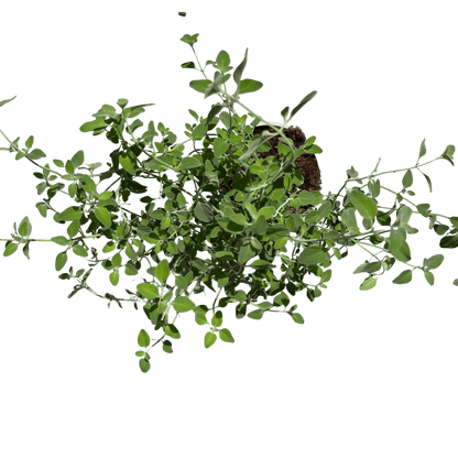 זוטה לבנה - רוטין (ירוק במרפסת לשעבר)